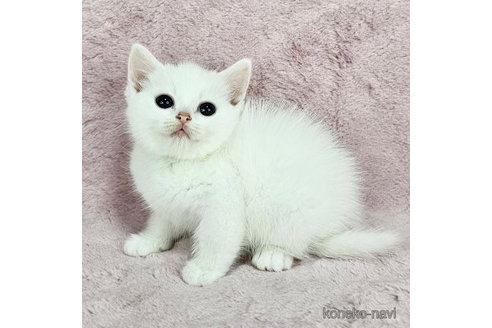 販売中の千葉県のマンチカン-113253の2枚目
